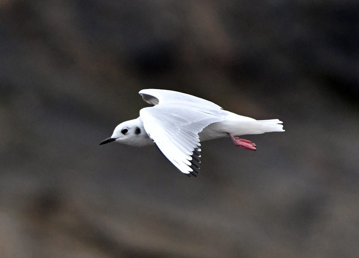 Bonaparte's Gull