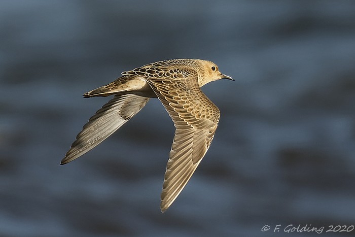 Buff-breasted Sandpiper