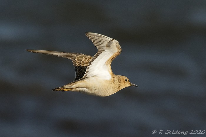 Buff-breasted Sandpiper