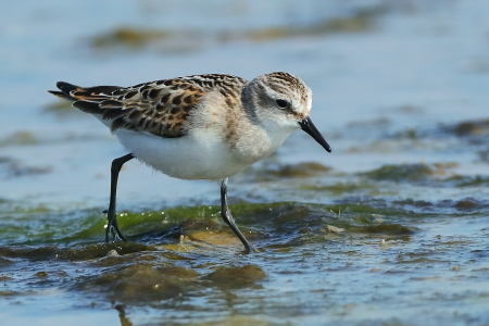 Little Stint