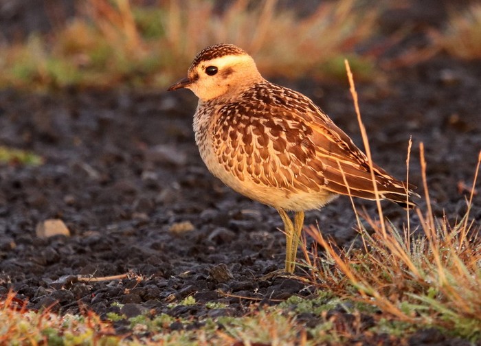 Dotterel