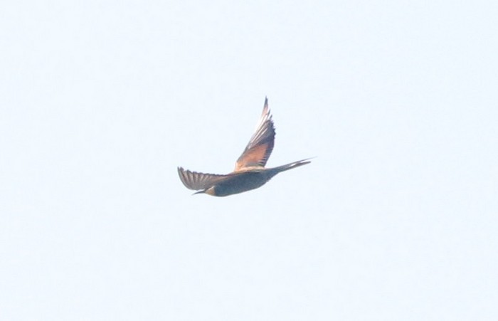 Bee-eater