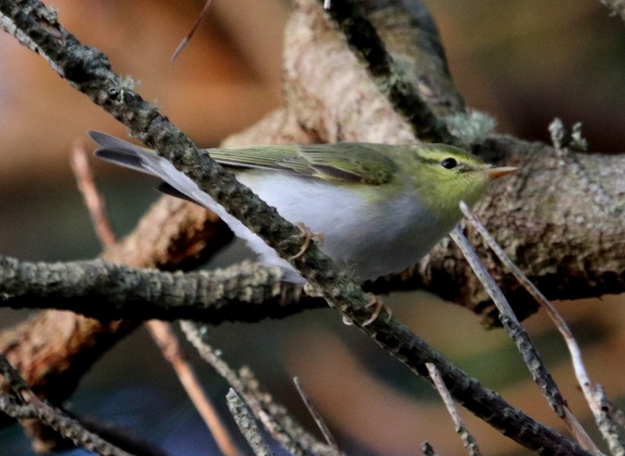Wood Warbler