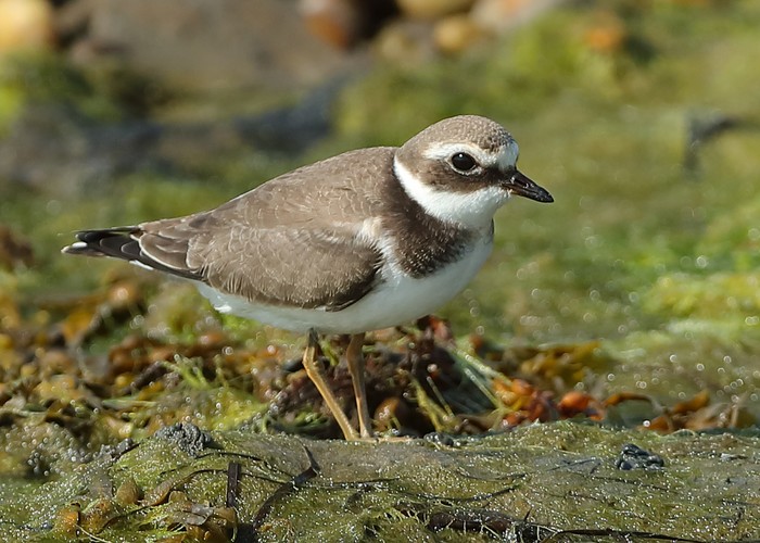 Ringed Plover