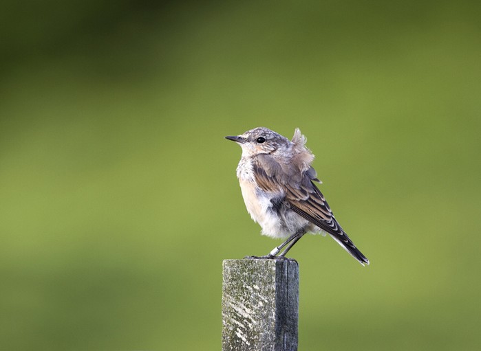 Wheatear