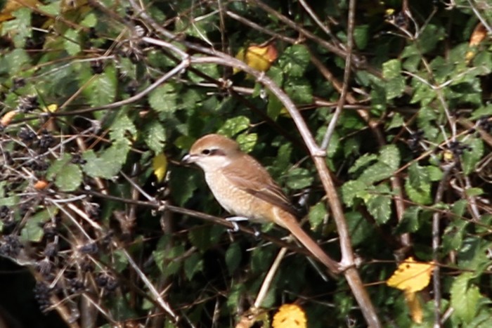 Brown Shrike