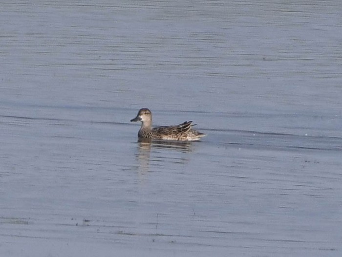 Blue-winged Teal