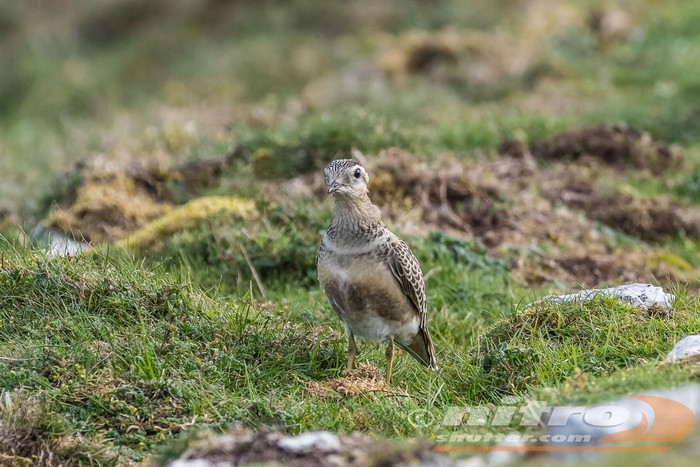 Dotterel