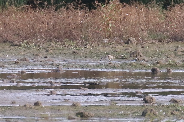 Little Stint