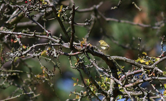 Yellow-browed Warbler