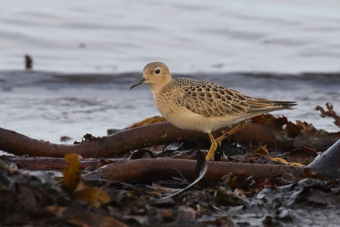 Buff-breasted Sandpiper