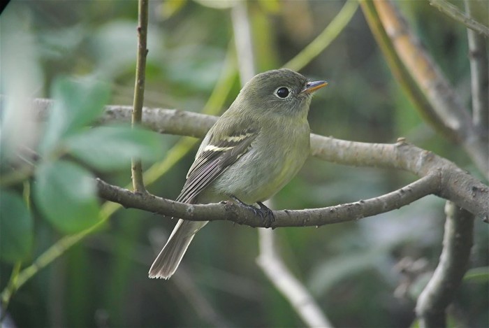 Yellow-bellied Flycatcher