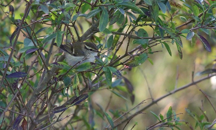 Yellow-browed Warbler