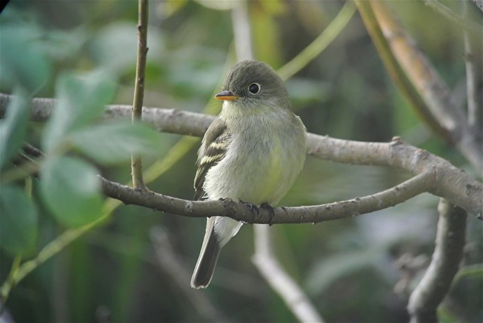 Yellow-bellied Flycatcher
