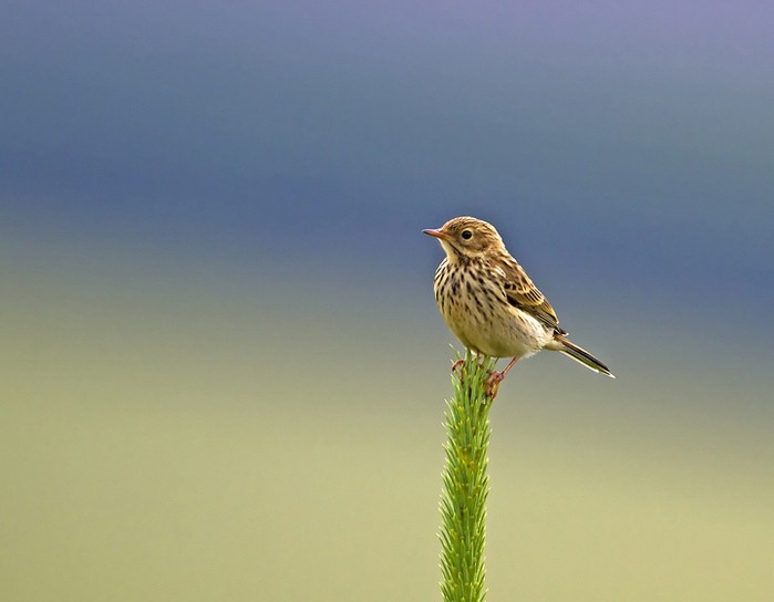 Meadow Pipit