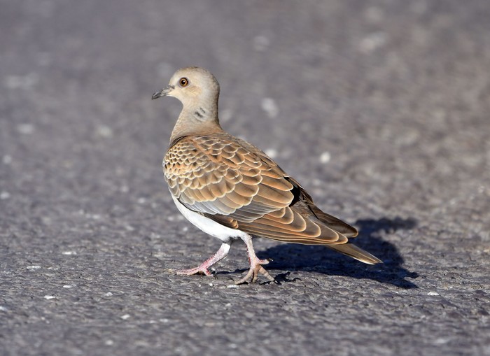 Turtle Dove