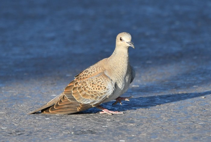 Turtle Dove