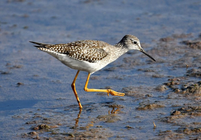 Lesser Yellowlegs