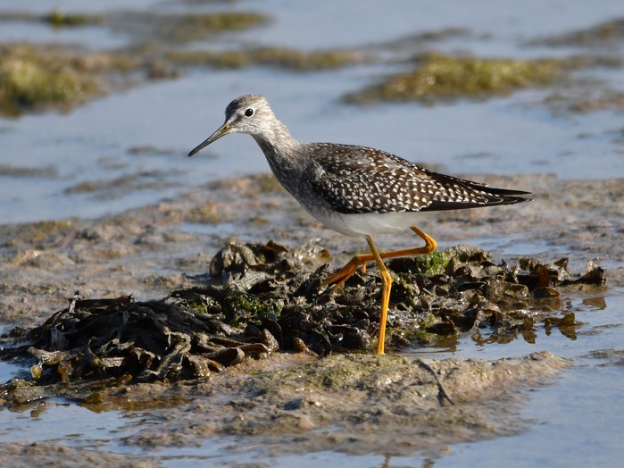 Lesser Yellowlegs