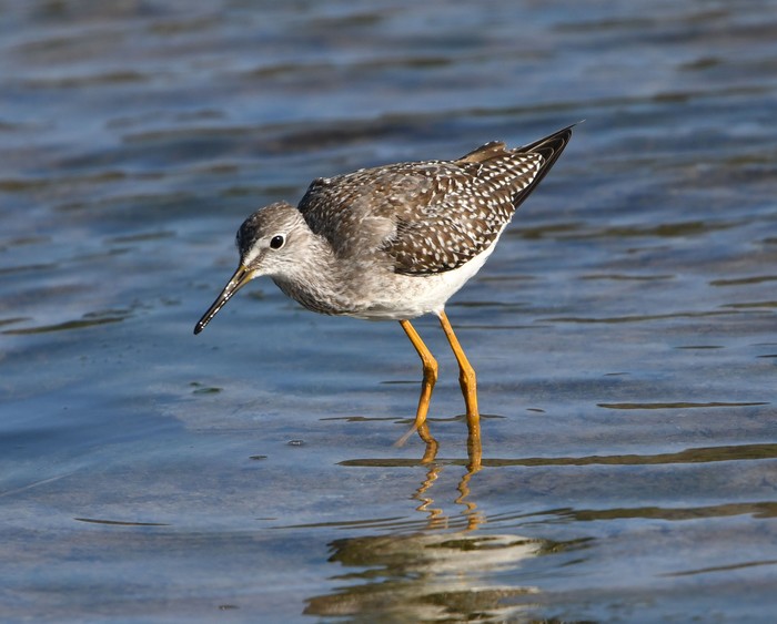 Lesser Yellowlegs