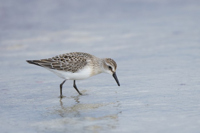 Semipalmated Sandpiper