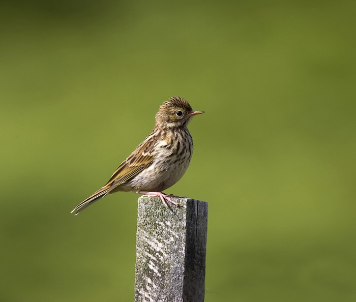 Meadow Pipit