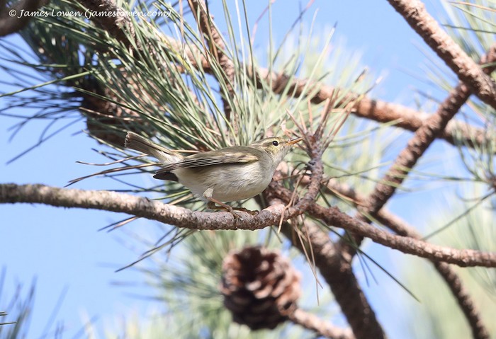 Arctic Warbler