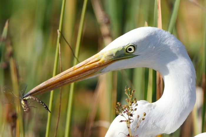 Great White Egret
