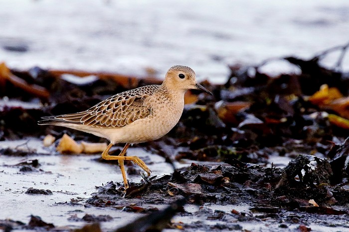 Buff-breasted Sandpiper