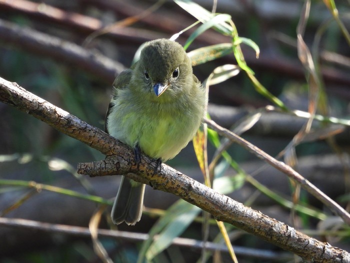 Yellow-bellied Flycatcher