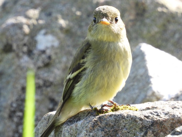 Yellow-bellied Flycatcher