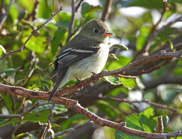 Yellow-bellied Flycatcher