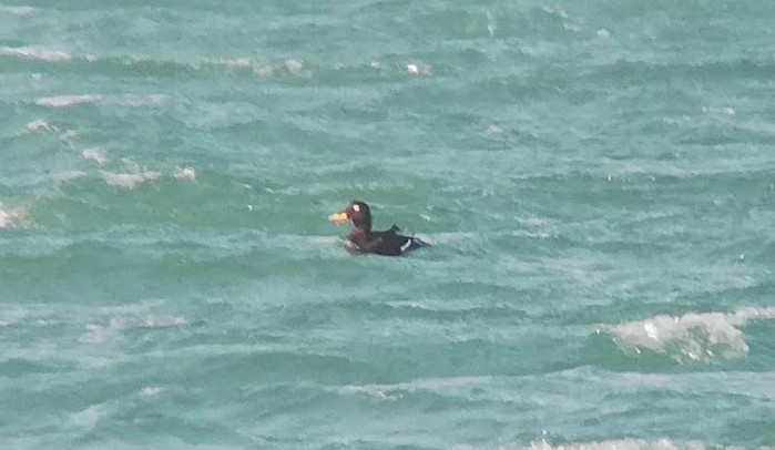Velvet Scoter
