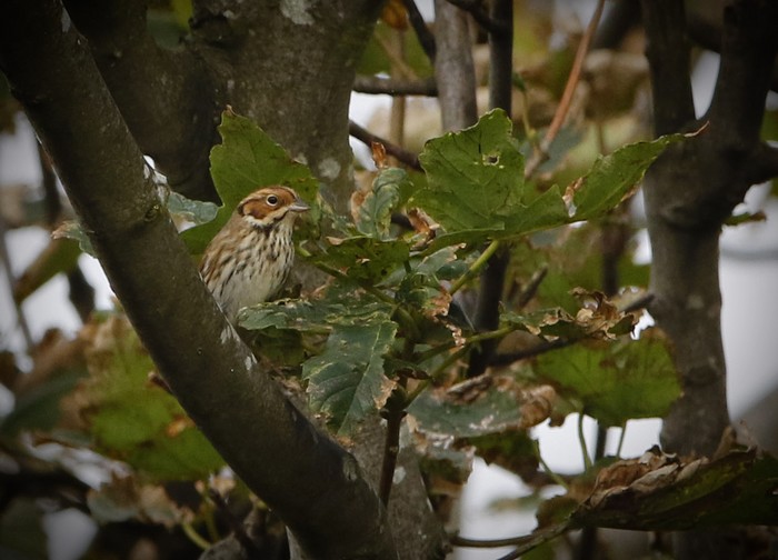 Little Bunting