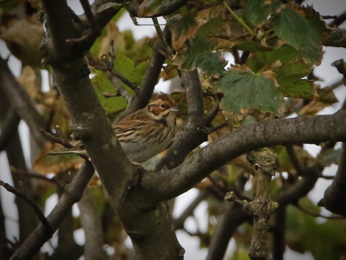 Little Bunting