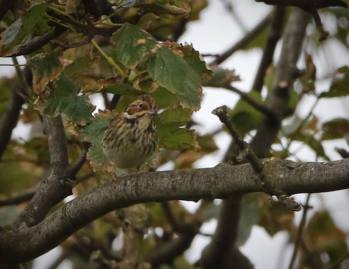 Little Bunting