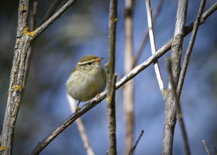Yellow-browed Warbler
