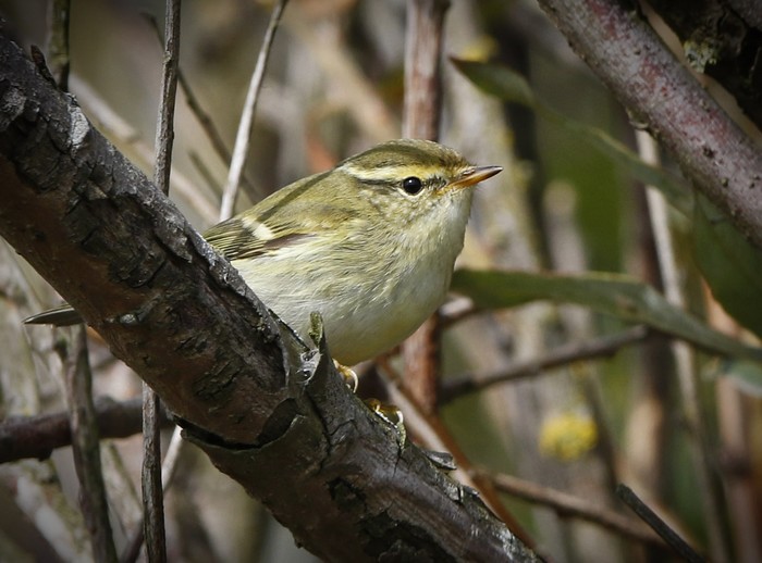 Yellow-browed Warbler