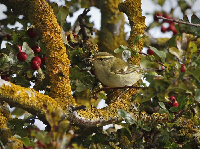 Yellow-browed Warbler