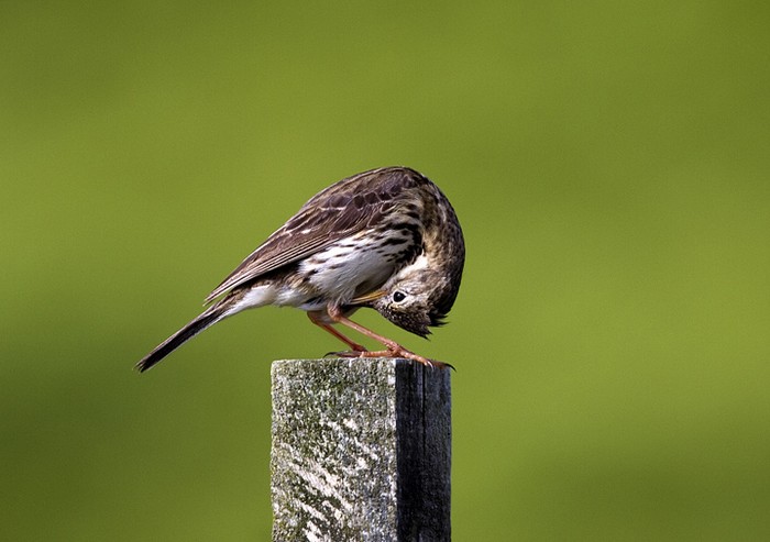 Meadow Pipit