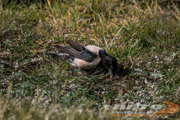 Rose-coloured Starling