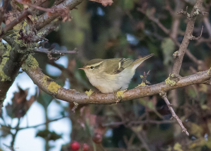 Yellow-browed Warbler