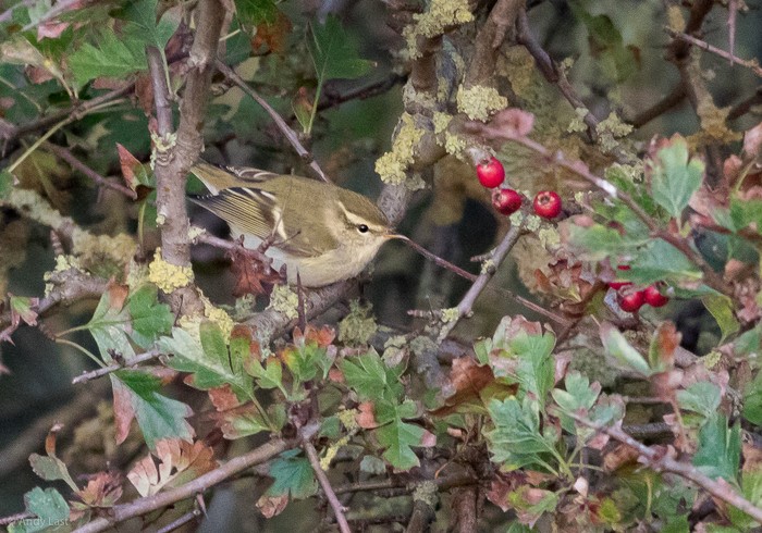 Yellow-browed Warbler