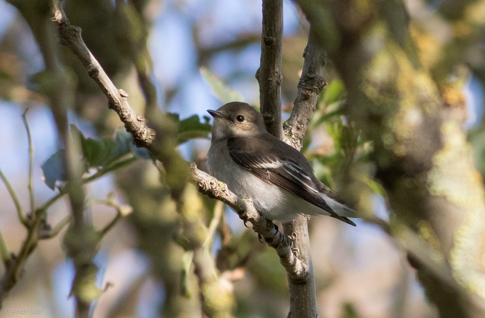 Pied Flycatcher
