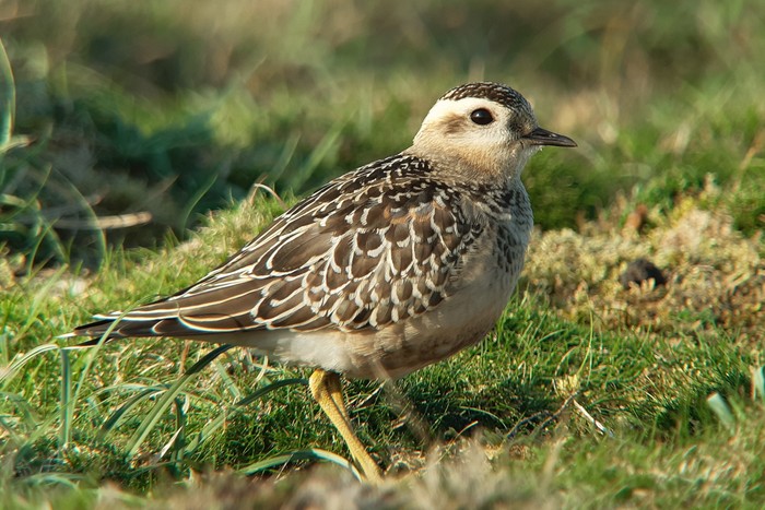 Dotterel