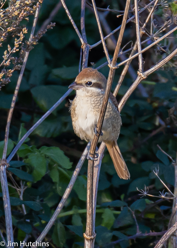 Brown Shrike