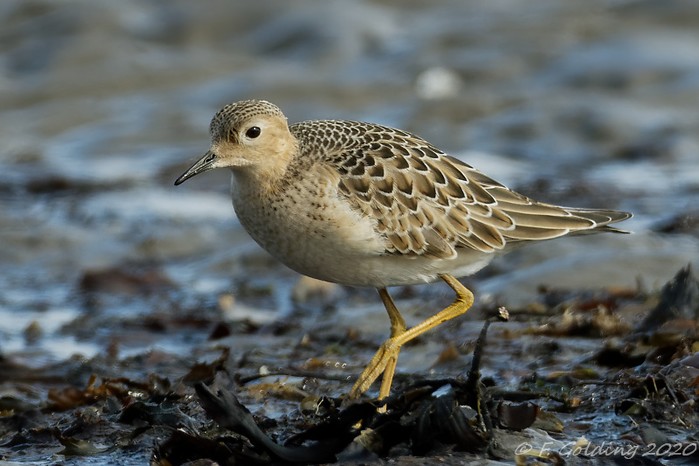 Buff-breasted Sandpiper