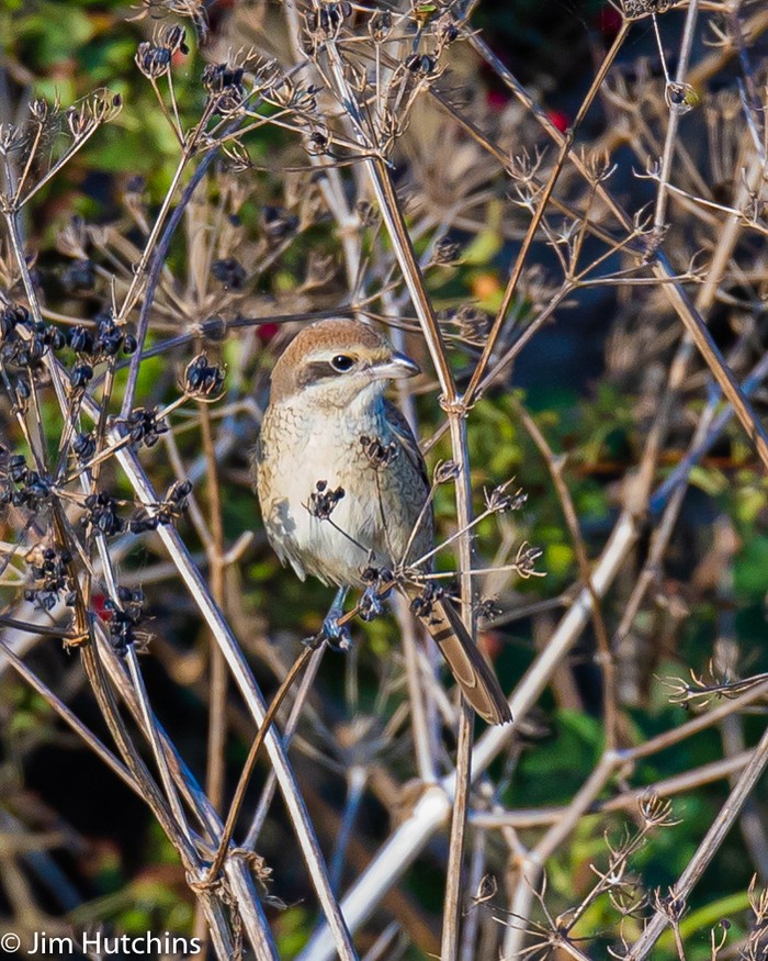 Brown Shrike
