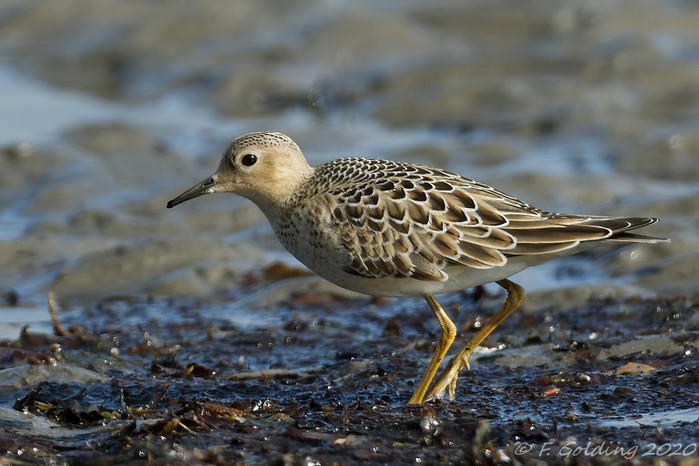 Buff-breasted Sandpiper