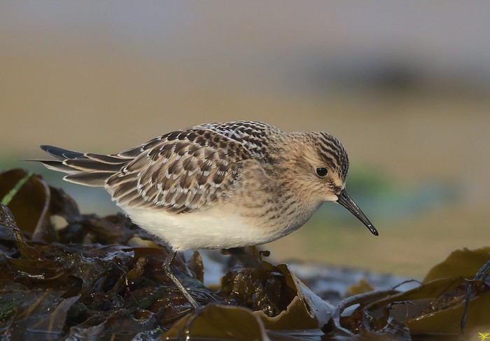Baird's Sandpiper